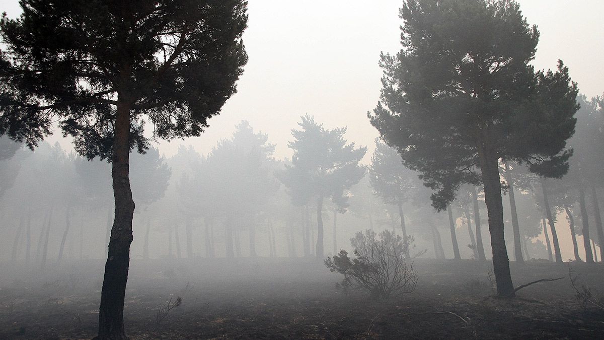 Las llamas dejaron un paisaje carbonizado en La Cabrera. | ICAL