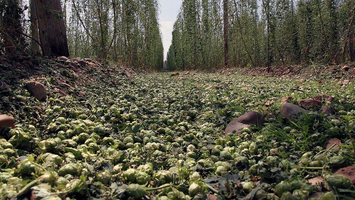 El lúpulo de Carrizo de la Ribera tras la granizada de este domingo. | ICAL