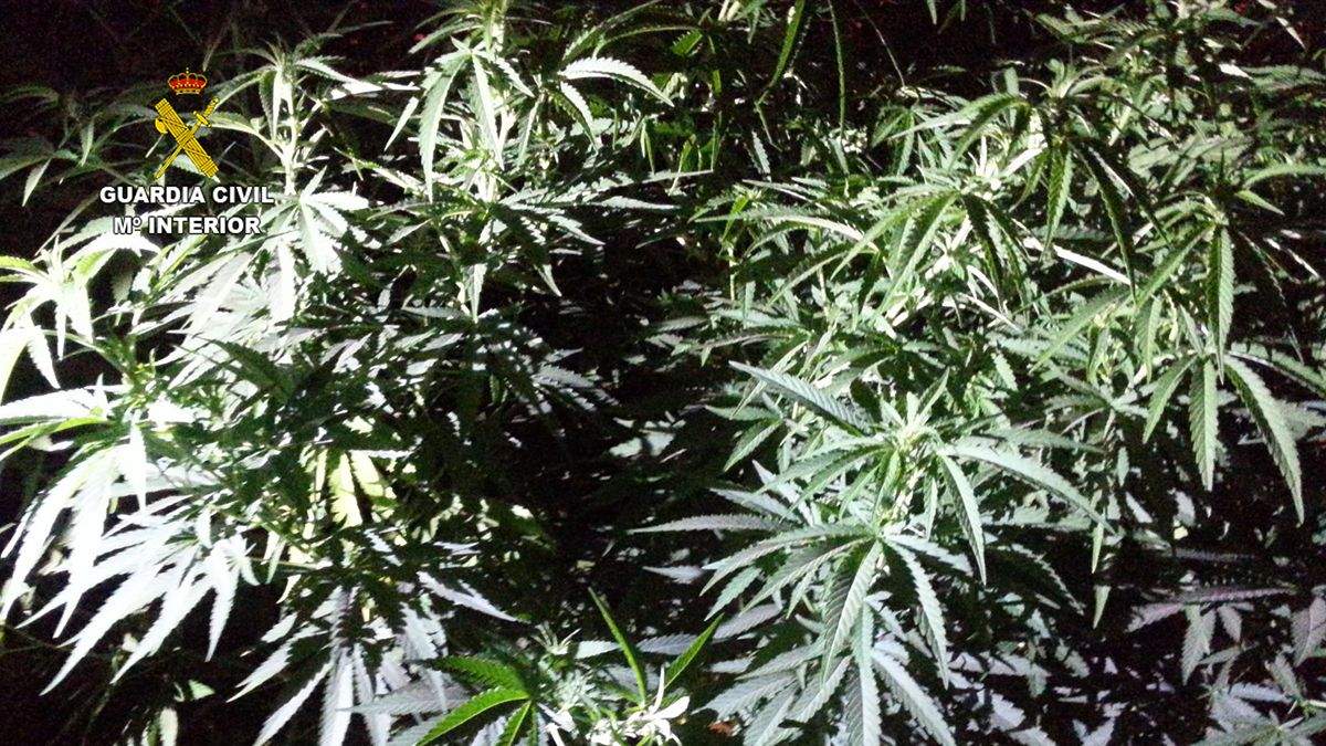 Plantas incautadas por la Guardia Civil. | L.N.C.