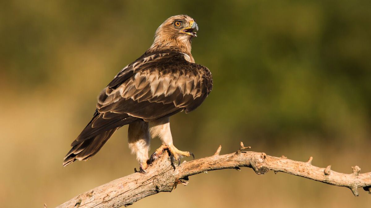 n tamaño es muy parecida al águila ratonera, con la que a veces no es fácil de distinguir, sobre todo los ejemplares en fase clara. | Javier Valladares