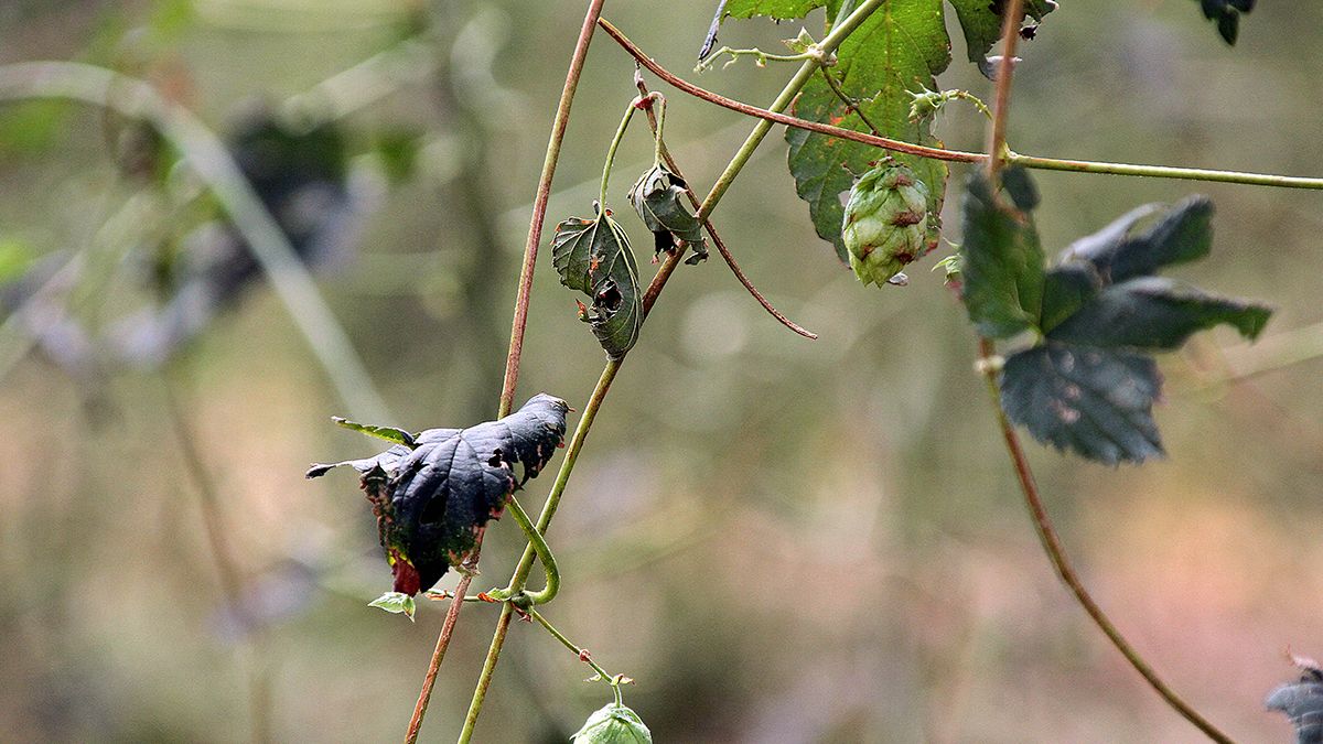 El lúpulo ha quedado arrasado y por el suelo. | PEIO GARCÍA
