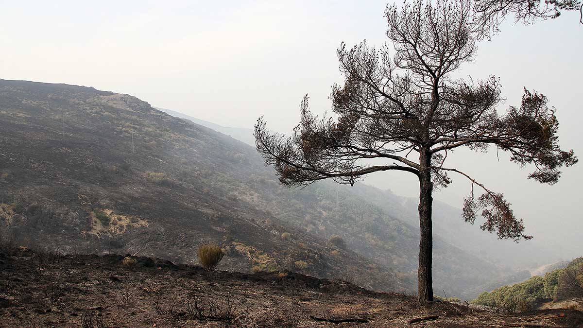 Daños provocados por el incendio. | ICAL Daños provocados por el incendio. | ICAL