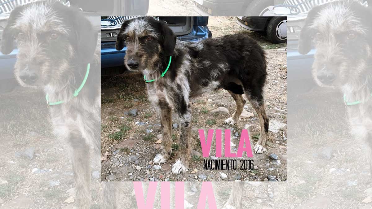 Esta carea apareció hace unos días vagabundeando por Villamañán, hasta que una vecina la cogió y la acercó a la Protectora. Los ayuntamientos tienen que hacerse cargo pero ahora Vila ya está en León y espera encontrar pronto una familia.