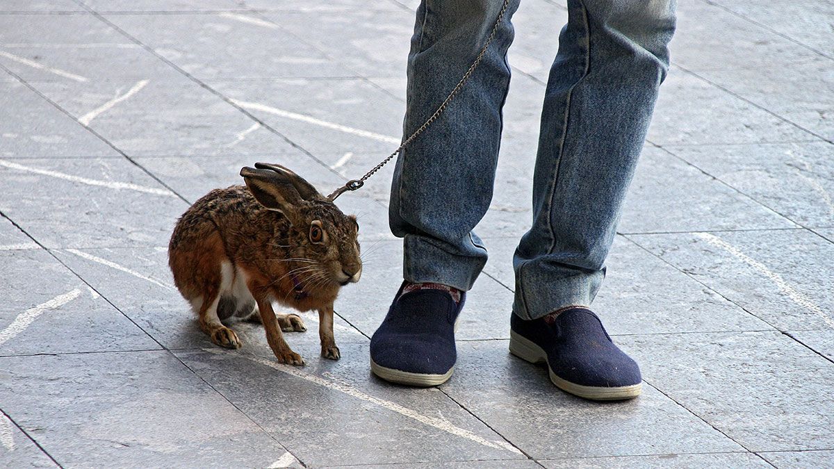 Una liebre paseando con su dueño por la plaza Mayor de Astorga. | PEIO GARCÍA (ICAL)