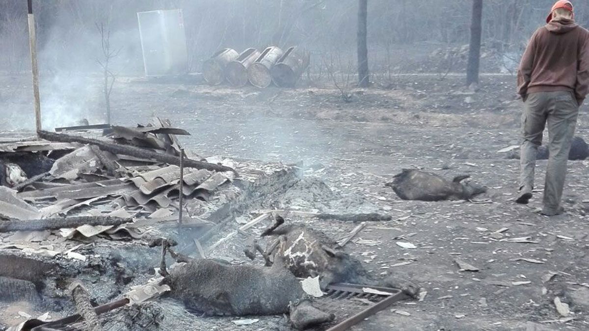 Dramática imagen de ovejas quemada en el incendio, en una imagen facilitada por el pedáneo de El Valle, Gabino Colinas.