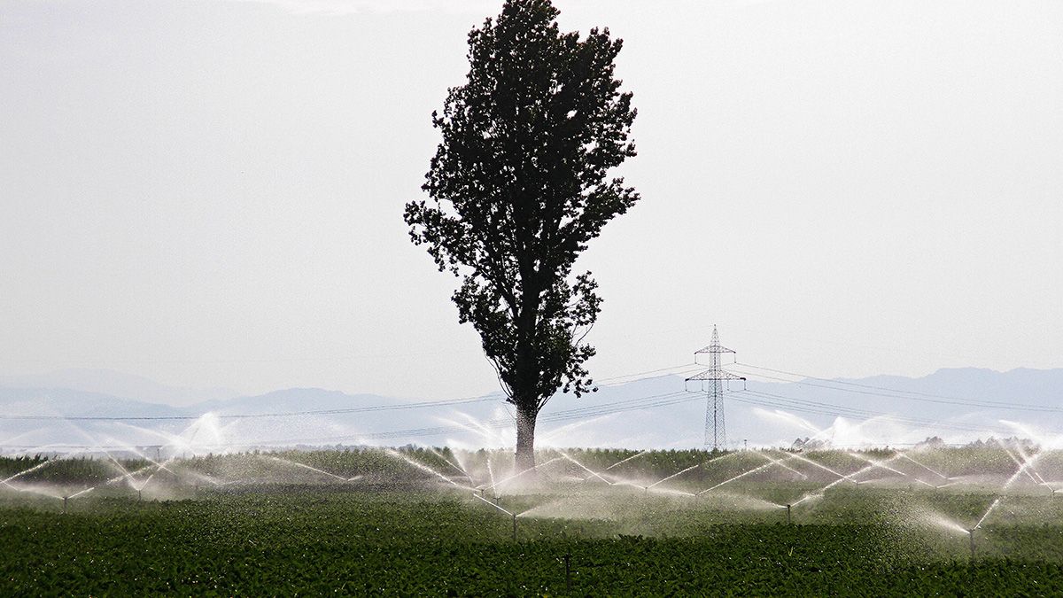 Campos cultivados con remolacha en la provincia de León. | ICAL