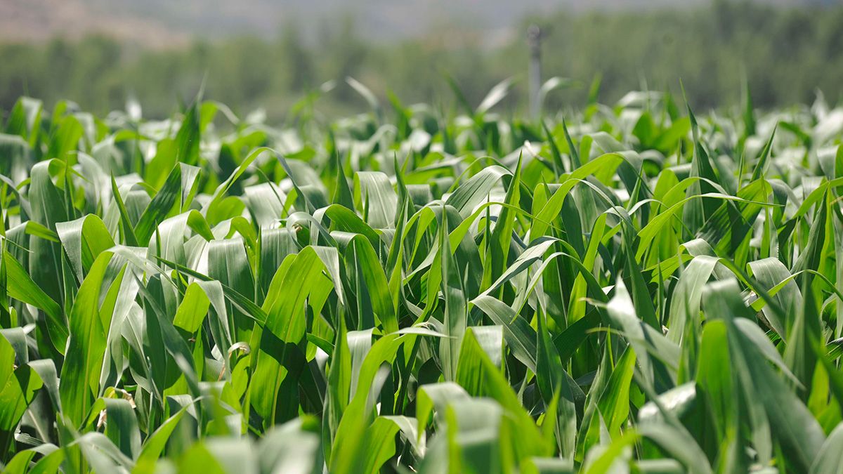 La disminución de los precios en el sector primario ha acarreado en León una merma de la producción. | DANIEL MARTÍN La disminución de los precios en el sector primario ha acarreado en León una merma de la producción. | DANIEL MARTÍN