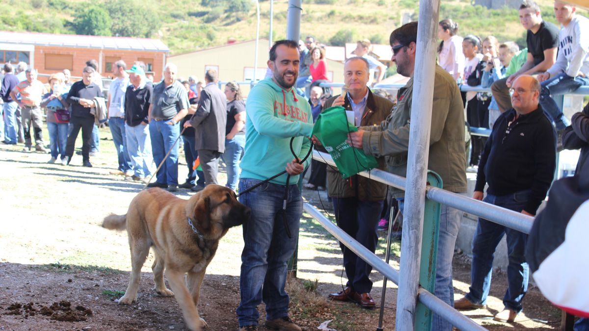 'Boss', el cachorro de mastín que ganó el año pasado. | ALFREDO HURTADO