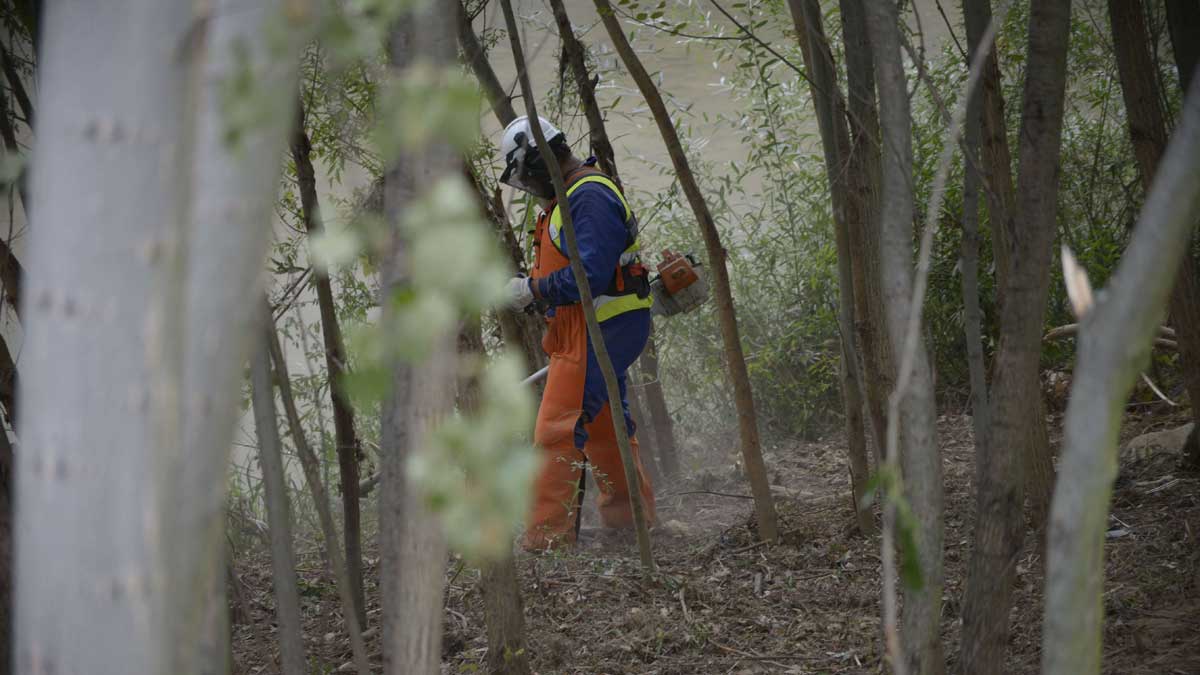 Un trabajador realiza tareas de desbroce en una ribera. | MAURICIO PEÑA Un trabajador realiza tareas de desbroce en una ribera. | MAURICIO PEÑA