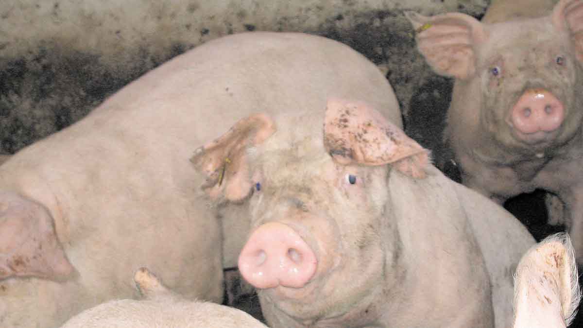 Actualmente en León hay unas 55.000 plazas de cebo según la encuesta de población porcina del Mapama. | L.N.C.