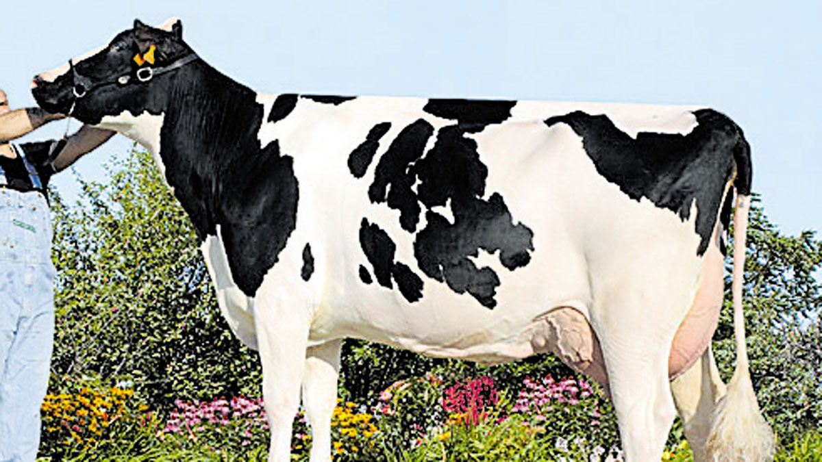 Lola, una de las vacas que saldrá este sábado a subasta en Galicia. | L.N.C.