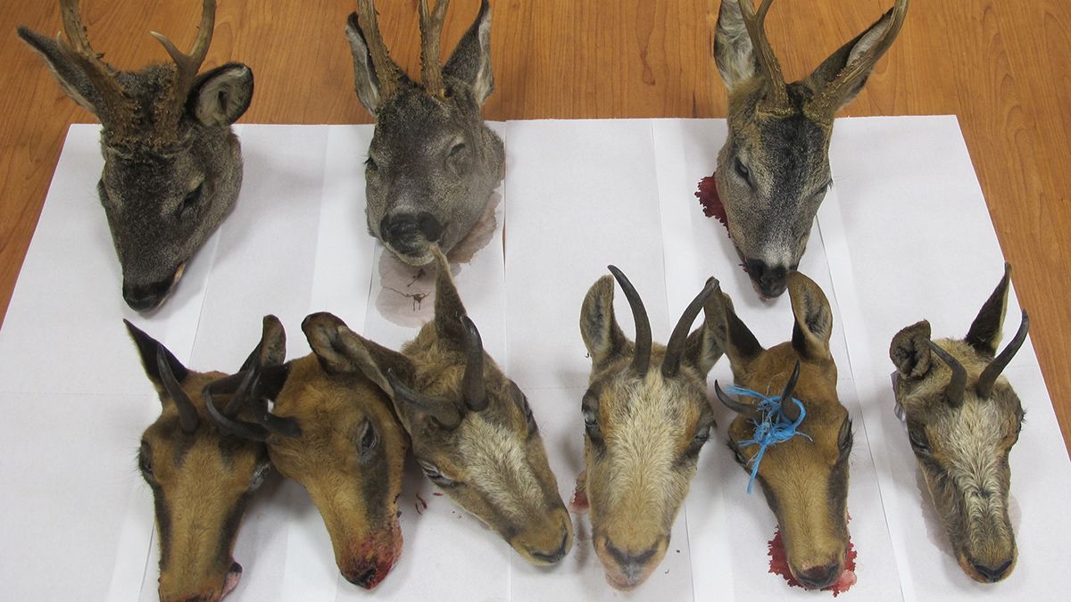 Cabezas de animales de caza mayor encontradas en Cabrillanes. | L.N.C.