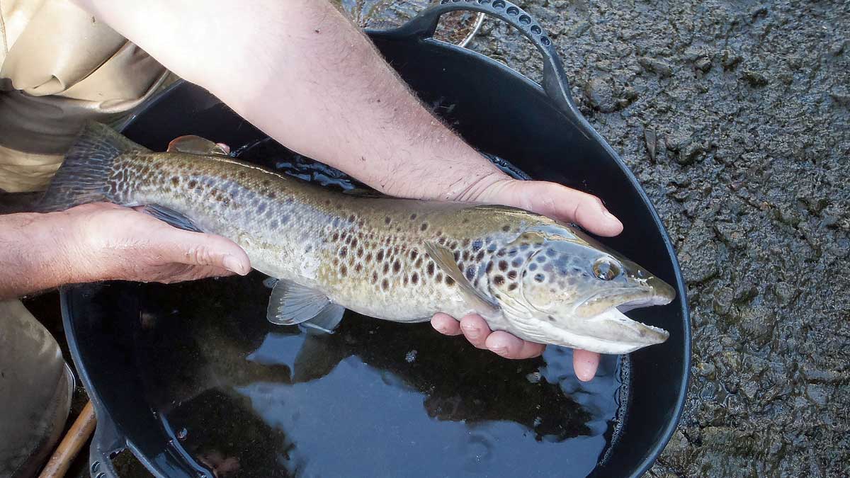 Un bonito ejemplar de trucha rescatado en el canal de la mini-central de Matallana de Torío. | RODRIGO PRADO NÚÑEZ