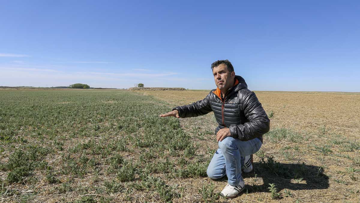 La veza es uno de los herbáceos más afectados por la sequía. | L.N.C.