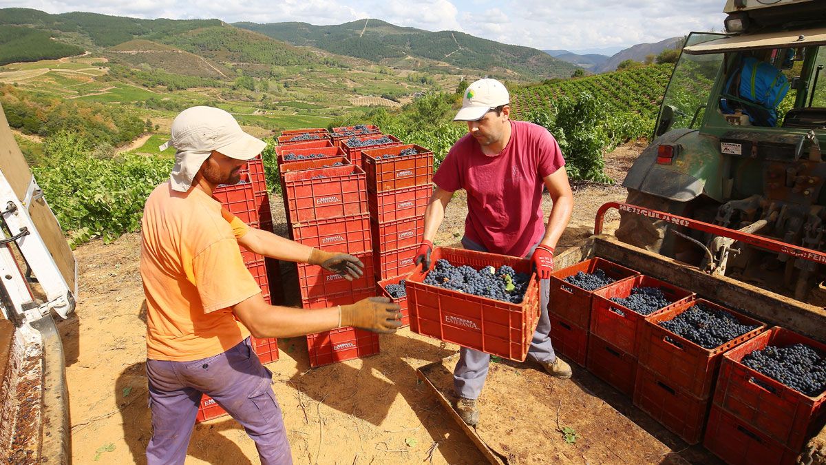 La cantidad recogida es un 32% menos que el alo pasado. | Ical