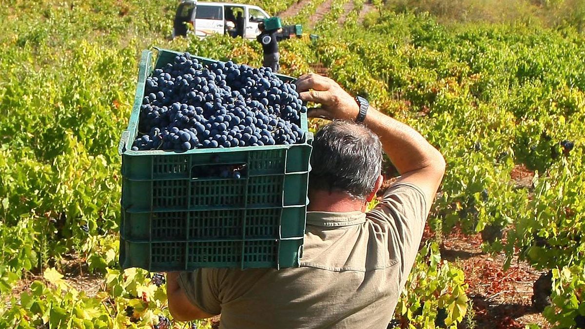 Trabajos de recolección de la uva en El Bierzo. | ICAL
