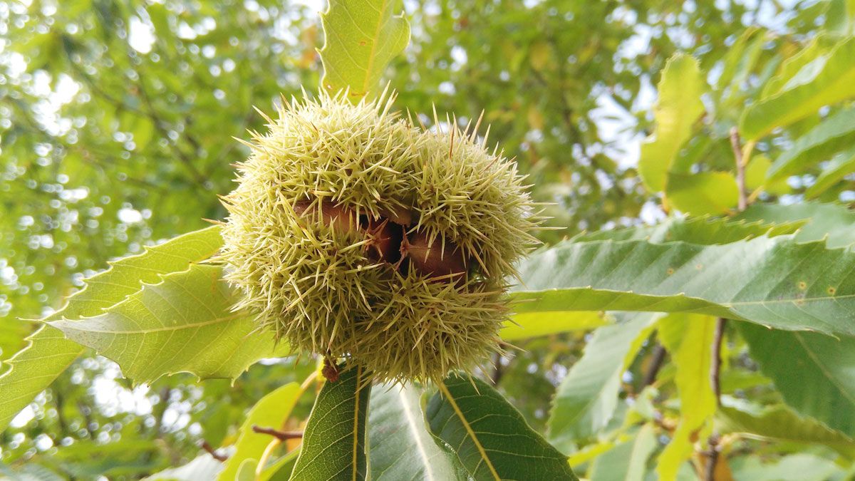 Las heladas y ahora la sequía han acabado sentenciando la cosecha de castañas de este año. | ICAL