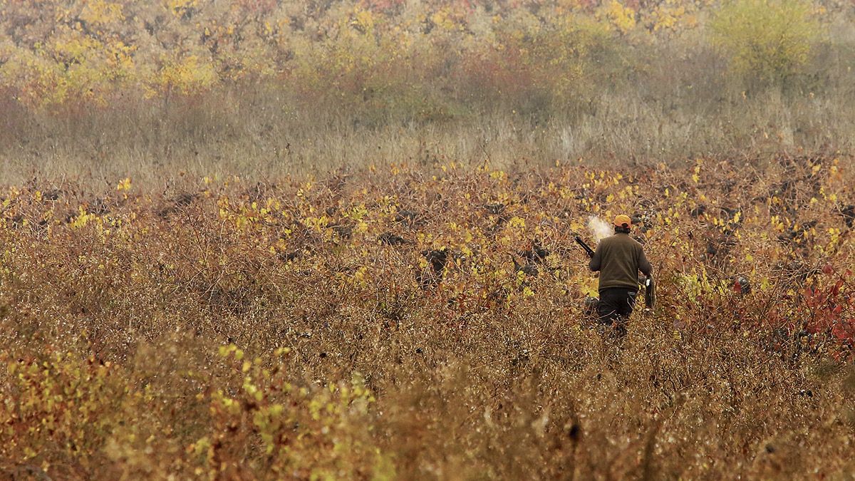 Un cazador rastrea el terreno en busca de piezas por los montes de la comarca del Bierzo. | CÉSAR SÁNCHEZ (ICAL)