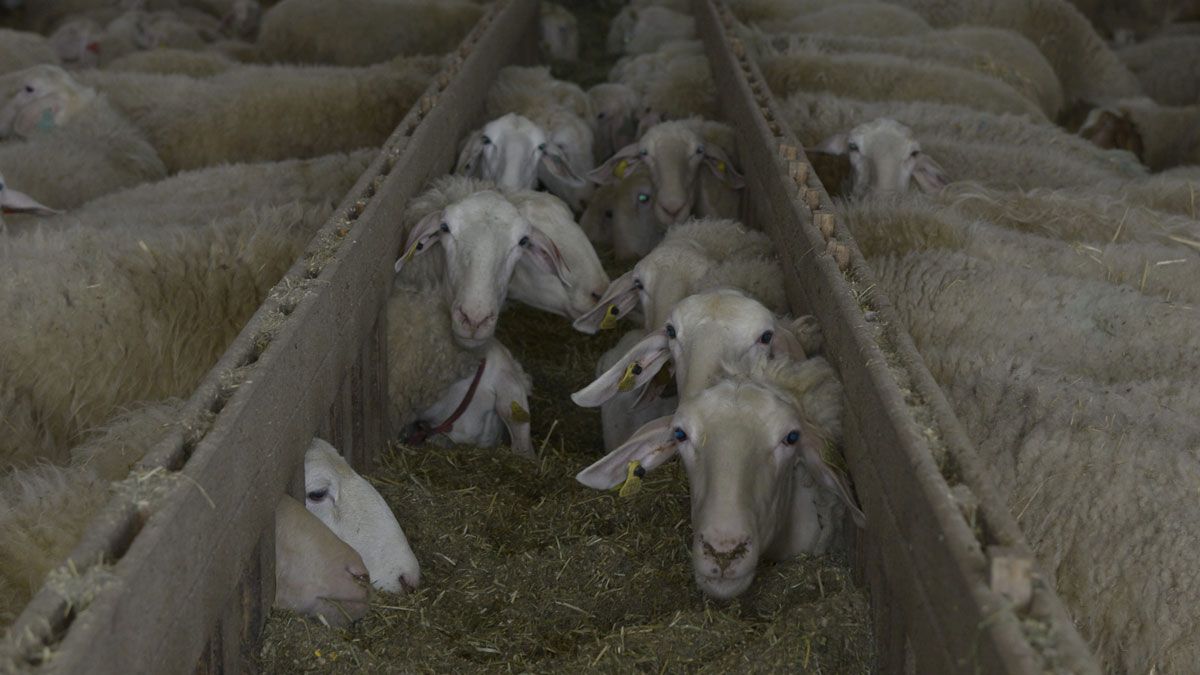 Explotación de ovino de leche en la provincia de León. | MAURICIO PEÑA