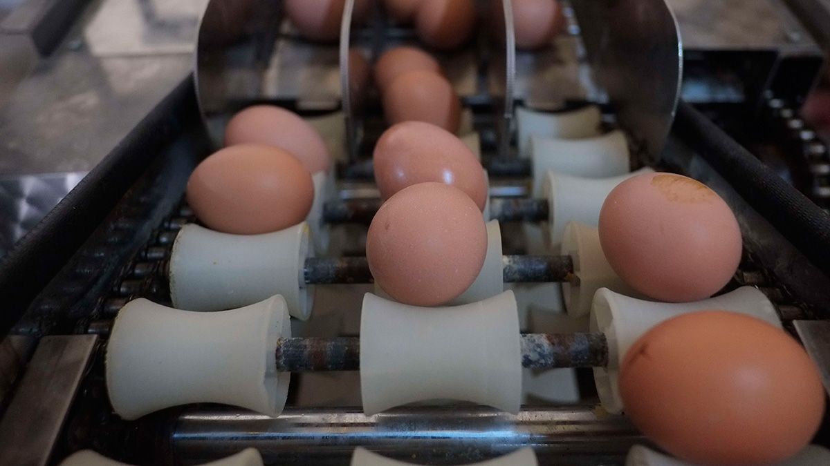 Huevos puestos por gallinas camperas en una granja de la provincia de León. | DANIEL MARTÍN