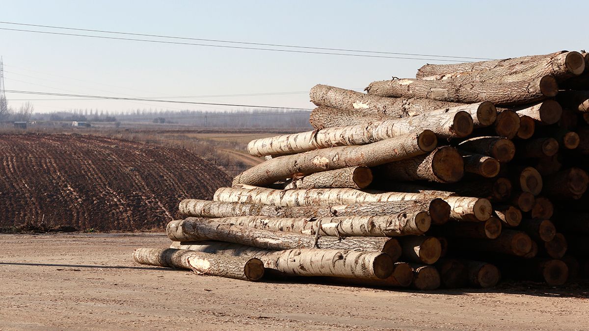Madera de chopo apilada en la planta de Garnica en Valencia de Don Juan. | ICAL