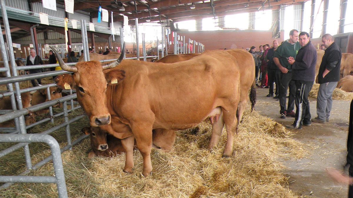 En esta edición se han batido los récords de participación. | ESTEFANÍA NIÑO