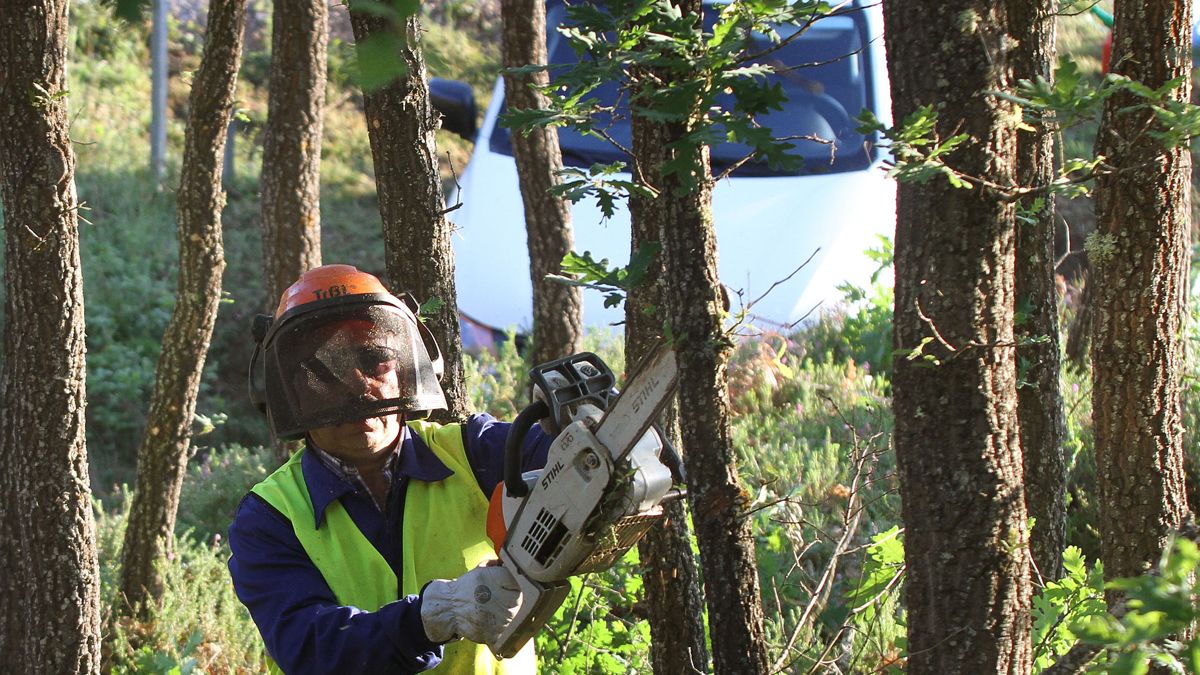 Forestalia recuerda que su proyecto sólo incluye quemar combustible procedente de desbroces de monte y campo. | Ical