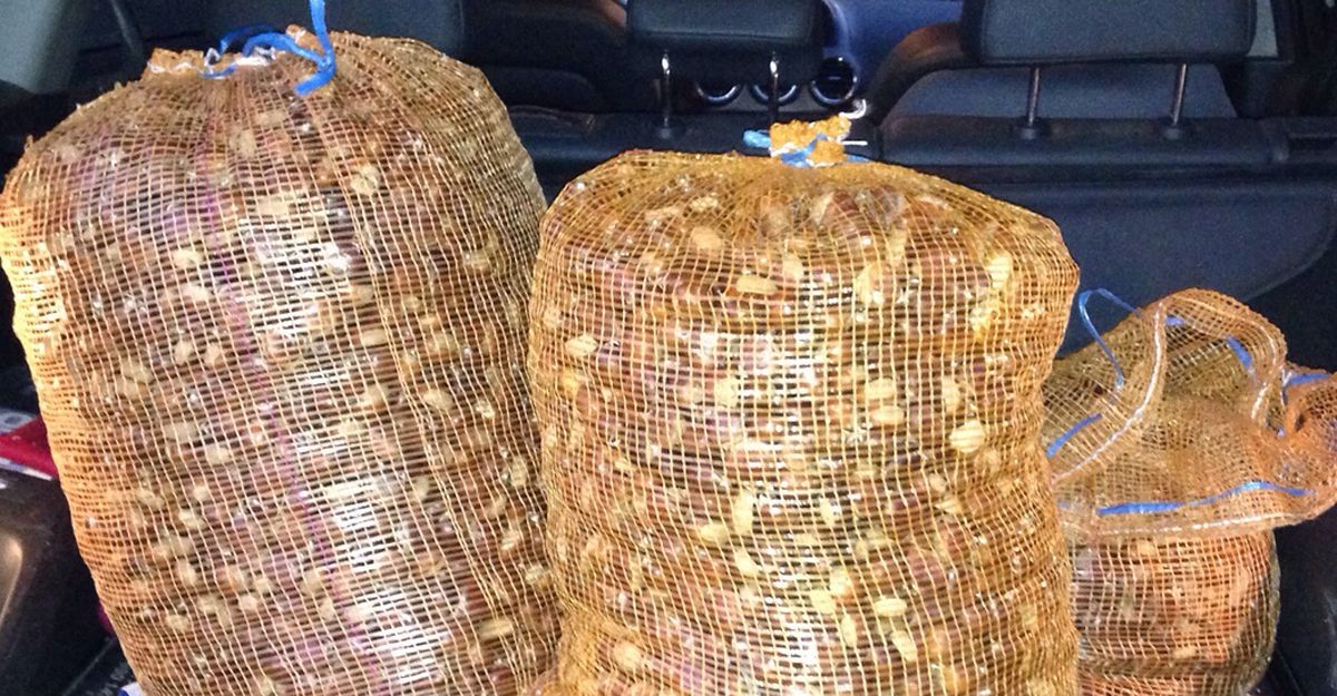 La venta de castañas fue la base del delito.