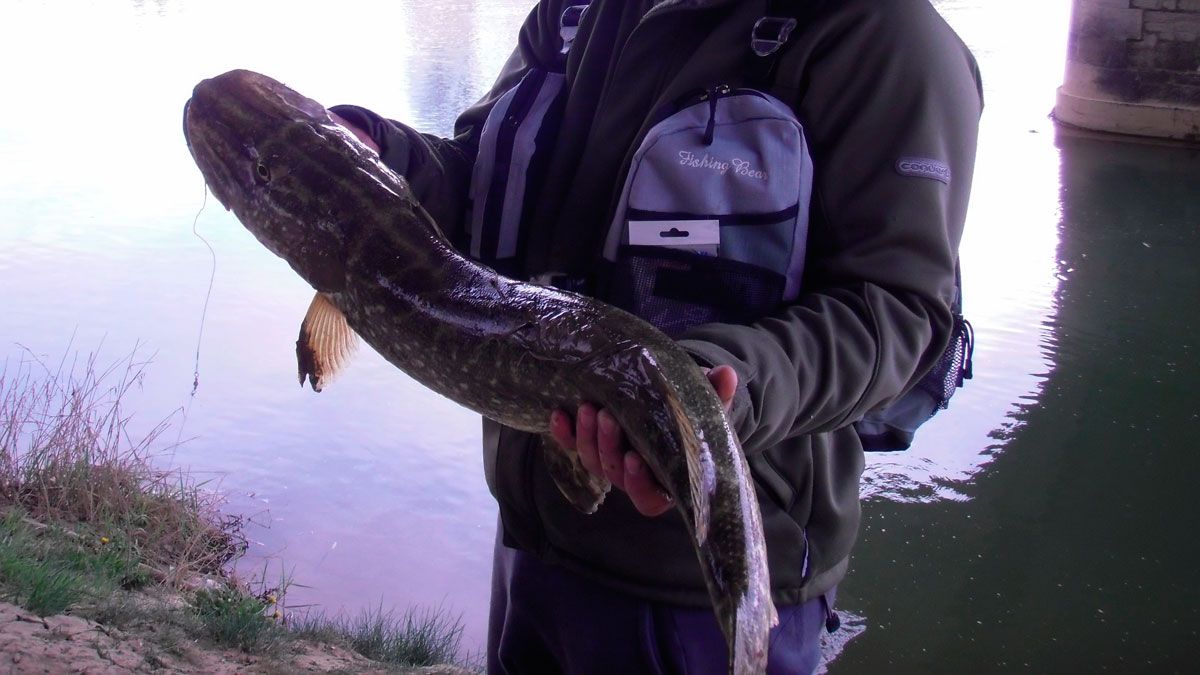 Fuera de la época de pesca de trucha aún se pueden conseguir grandes ejemplares de otras especies. | R.P.N.