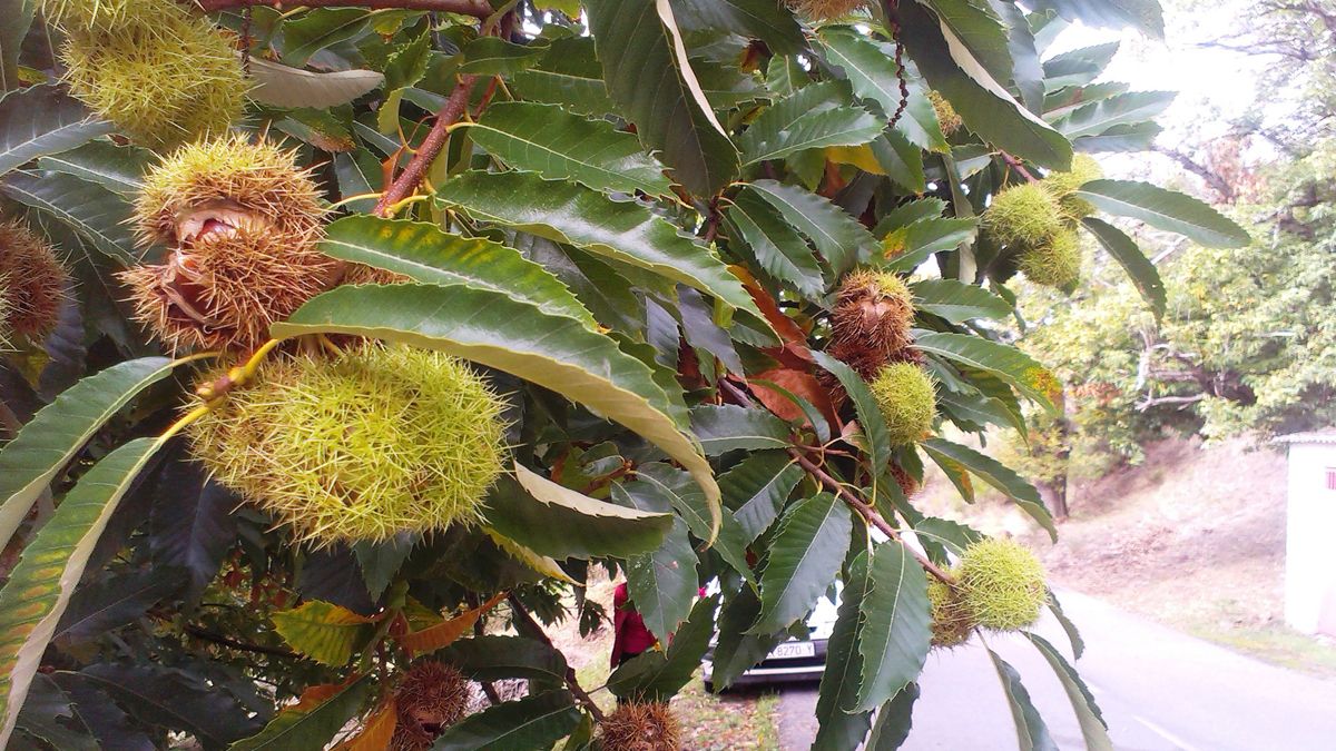 La situación es extraña en los sotos de castaños este año, con fruto seco incluso antes de desprenderse del árbol. | D.M.