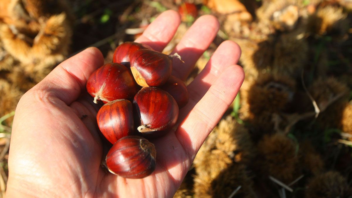 Gistredo sufrió el robo de castañas en plena época de recolección. | ICAL
