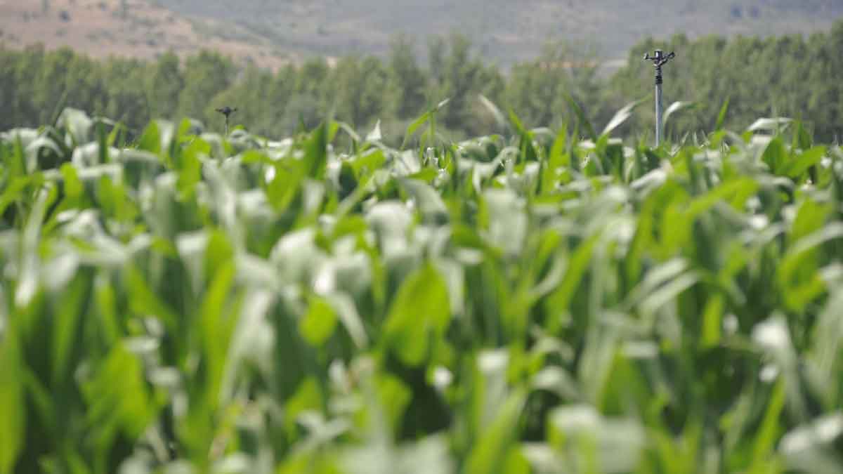 Un campo de maíz en la provincia de León. | DANIEL MARTÍN