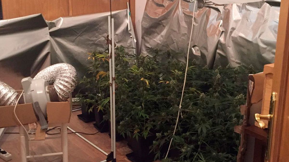 Las plantas estaban en el salón de la vivienda del detenido. | L.N.C.