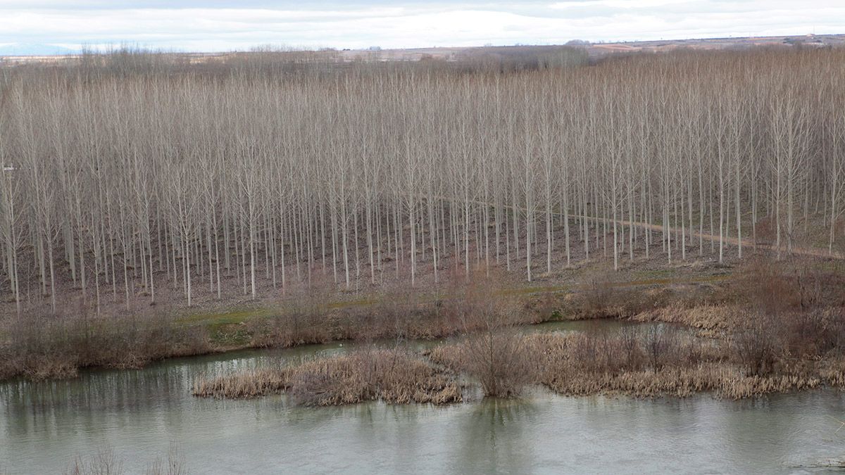 Madera de chopo en la Vega del Esla. | DANIEL MARTÍN Madera de chopo en la Vega del Esla. | DANIEL MARTÍN