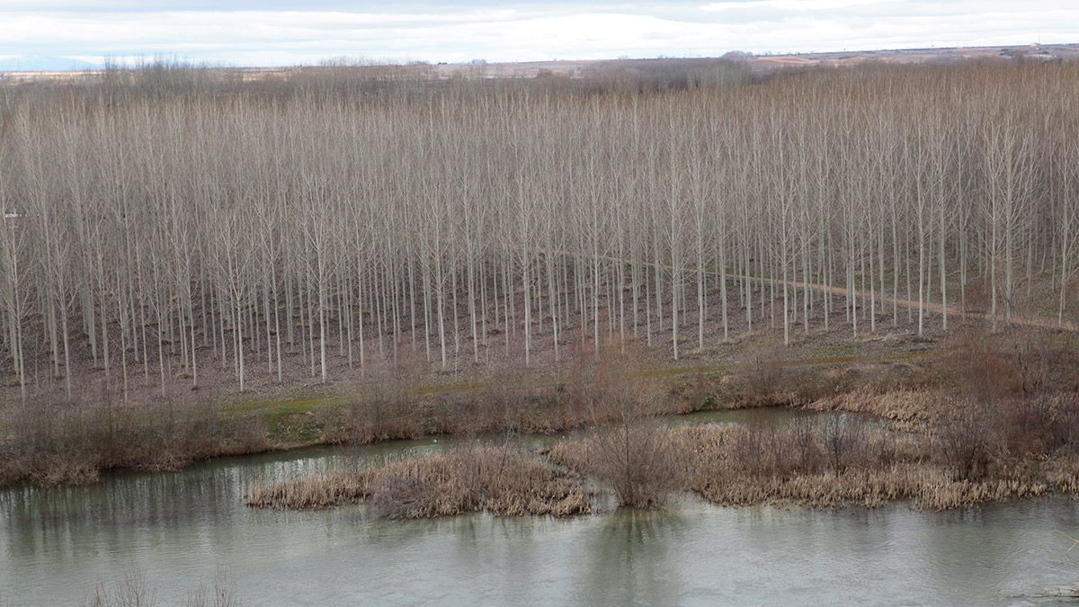 Madera de chopo en la Vega del Esla. | DANIEL MARTÍN