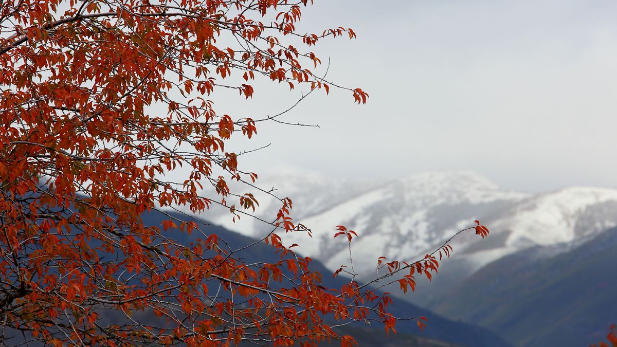Las hojas cobrizas de un árbol, con las montañas nevadas al fondo. | César Sánchez (Ical)