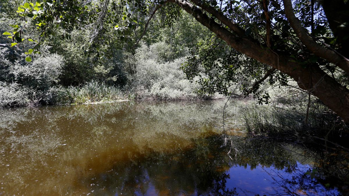 El río Órbigo a su paso por Cebrones. | ICAL