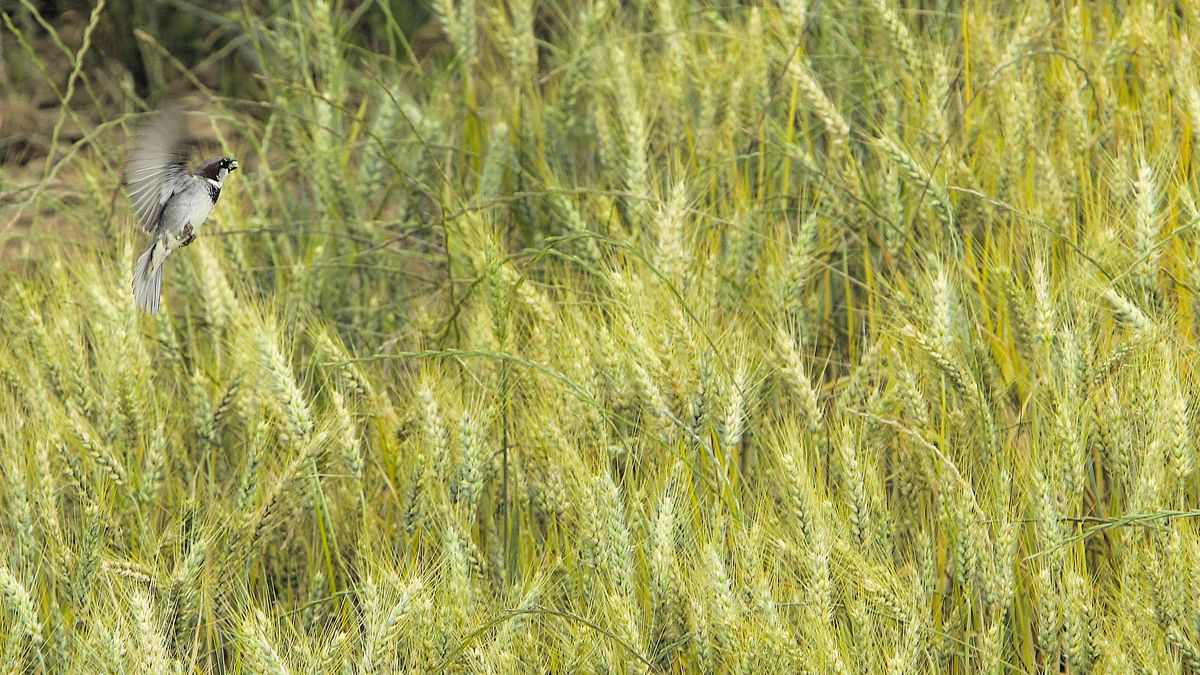 Un gorrión se posa en un campo de trigo en la provincia de León. | ICAL