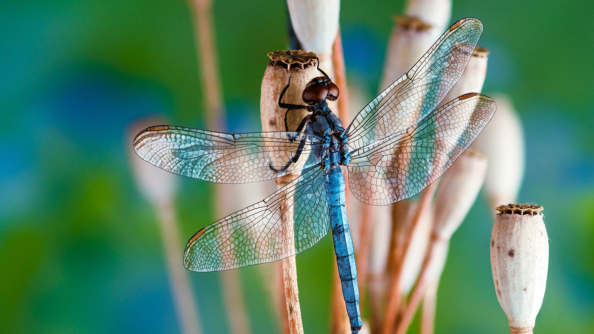 Cada imagen tendrá al lado en una caja de cristal el insecto disecado que ha sido fotografiado. | MARÍA JOSÉ TERCIADO