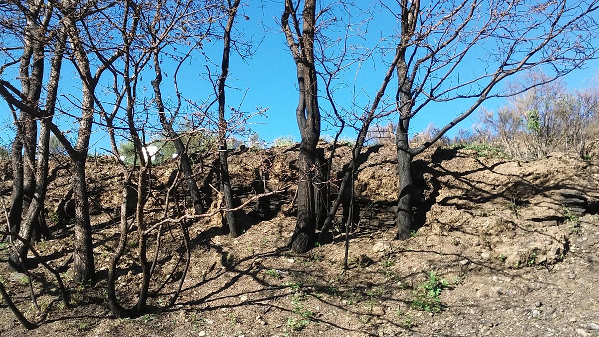 Imagen aportada por los historiadores Valderas y Muñoz, que intuyen puedan estar vinculadas a asentamientos medievales