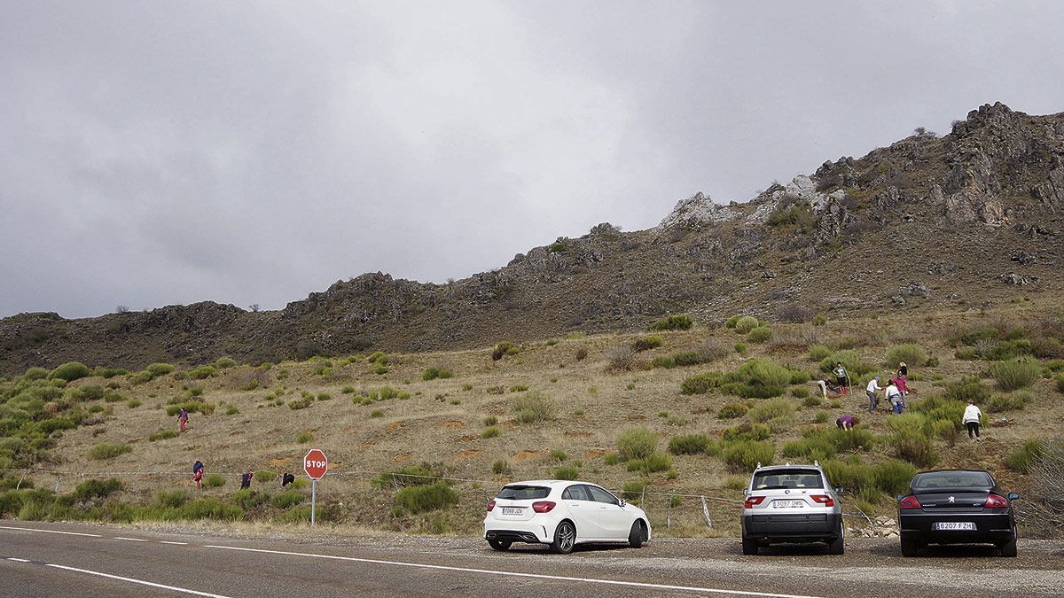 Los voluntarios trabajan en la parcela colindante a la carretera que acogerá el arboreto. | L.N.C.