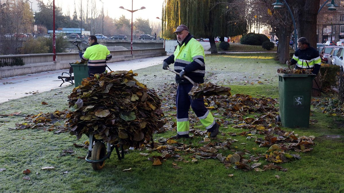 Operarios del Ayuntamiento de León recogen las hojas caídas de los árboles en la capital leonesa. | L.N.C.