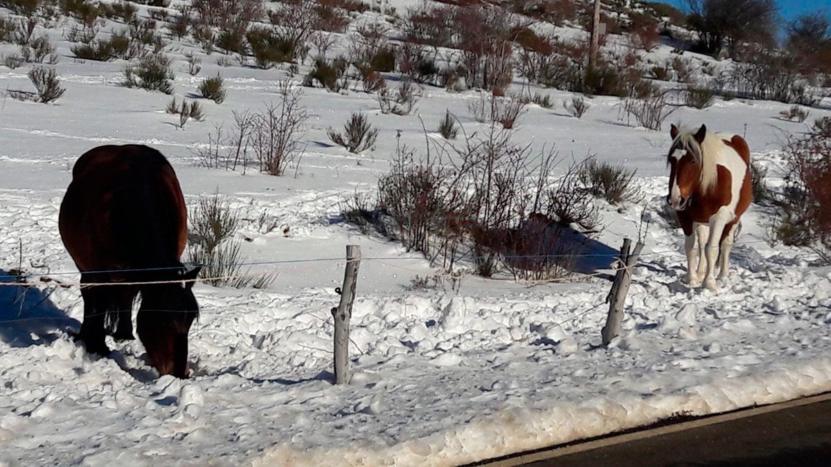 La nieve obliga a extremar la precaución al volante en la provincia. | L.N.C.