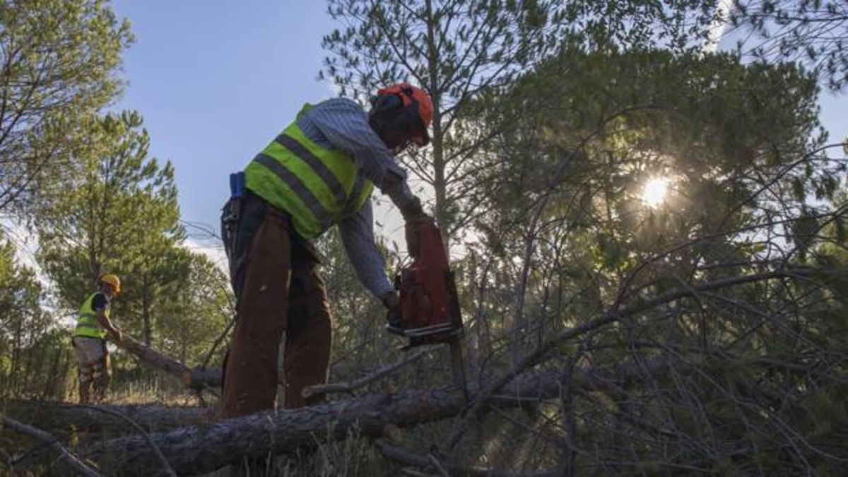 Diez cuadrillas de desempleados leoneses del Ecyl realizaron de mayo a noviembre tareas de desbroce y cuidado de los montes para evitar incendios. | ABC