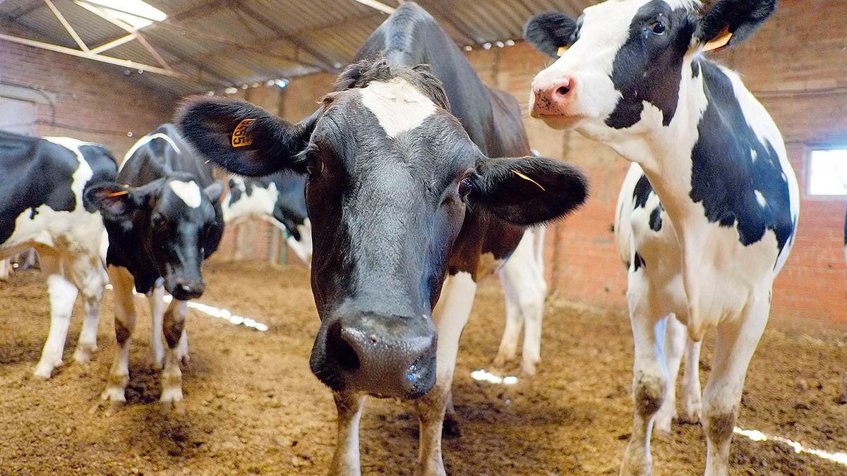 Los productores lácteos siguen luchando por unos precios juntos. | DANIEL MARTÍN