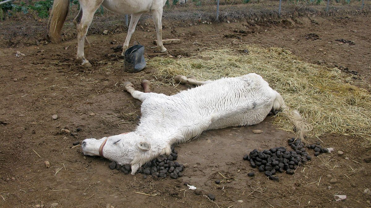 Caballo muerto localizado por la Guardia Civil en una parcela de Cigales (Valladolid) junto a otros dos que presentan muestras de abandono. | ICAL