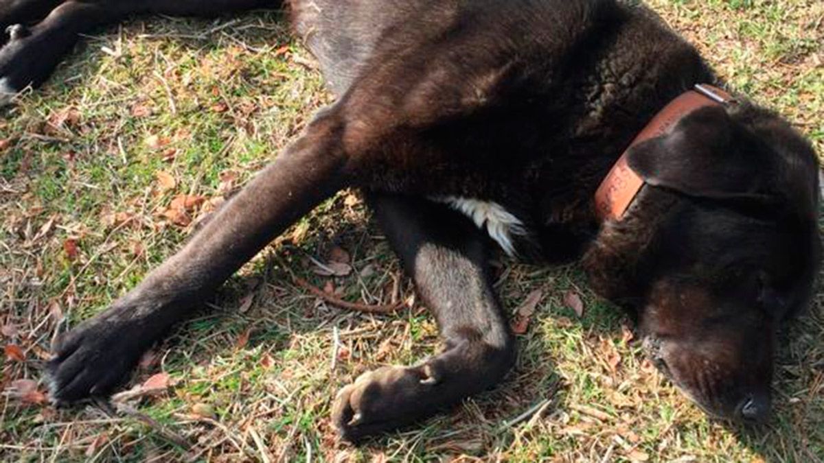 El perro mastín 'Tizón'. | ABC.ES El perro mastín 'Tizón'. | ABC.ES