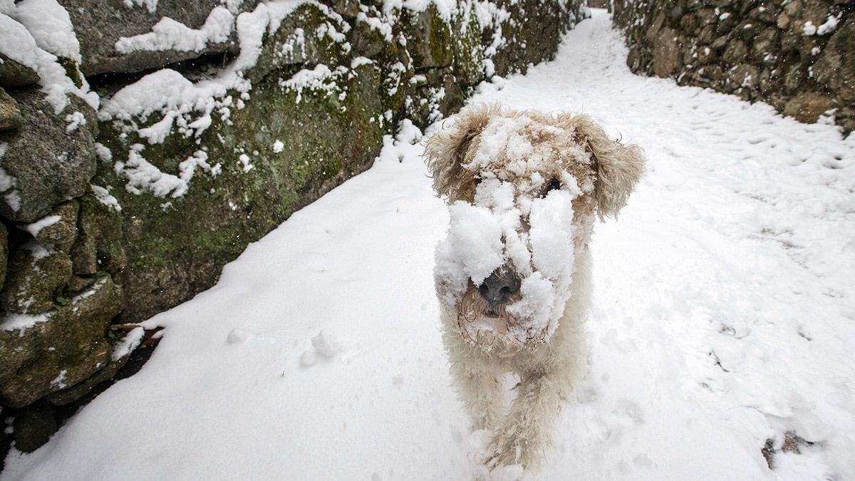 Un perro cubierto de nieve en la localidad de La Alberca (Salamanca). | ICAL