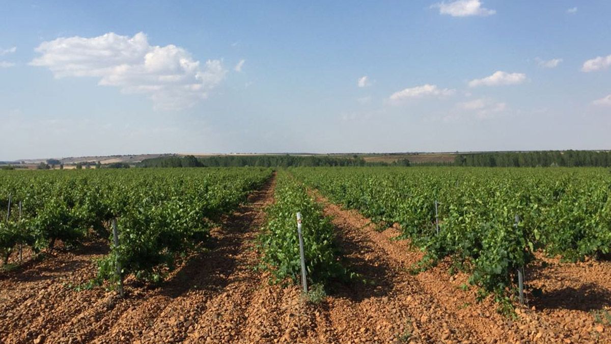 Viñedos de la bodega Gordonzello en Gordoncillo. | T.G.