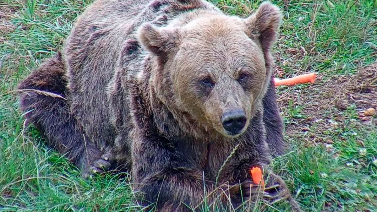 Imagen de la osa 'Tola'. | FUNDACIÓN OSO ASTURIAS Imagen de la osa 'Tola'. | FUNDACIÓN OSO ASTURIAS